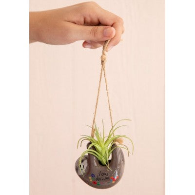 SUCCULENT HANGING IN SLOTH