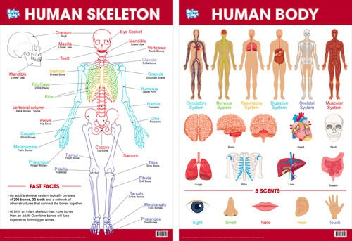 EDUCATIONAL POSTER SKELETON